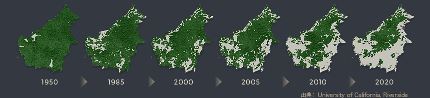 インドネシアの失われた森の図